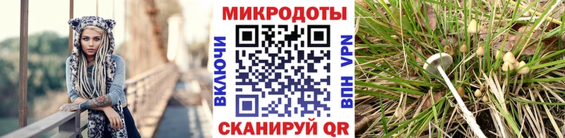 Галлюциногенные грибы Psilocybe  Иваново 